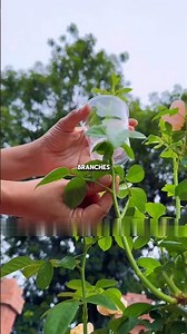 Air-layering propagation of roses #FlowerPlants #PlantingTips #rose