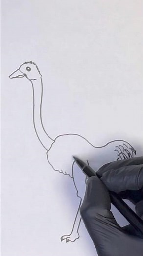 How to draw ostrich | step by step ostrich drawing. #animalart #art #animaldrawing #easydrawing