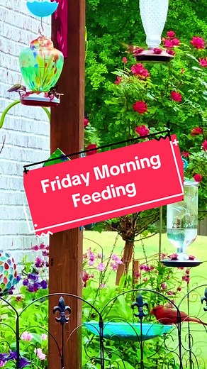 Mornings with The Hummingsworths and Hummingbirds