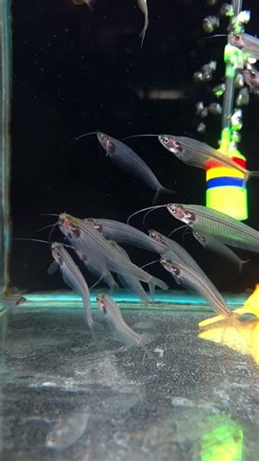 Glass Fish | Transparent Aquarium Fish | Liana Fish #shorts