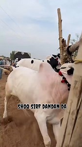 Full angry 😡 beauty | Shoq sirf dandan da