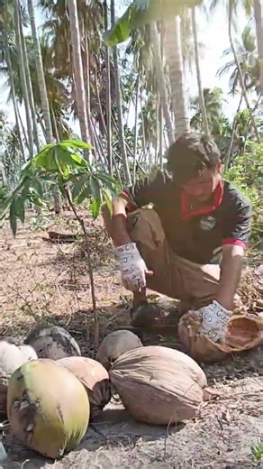 lóc dừa nấu dầu