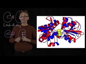 Lecture 09, concept 21: Conformational transitions - induced & selected fit