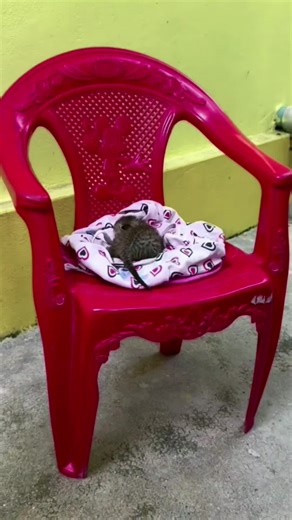 Cute cat kitten moments compilation — happy Tiktokcat