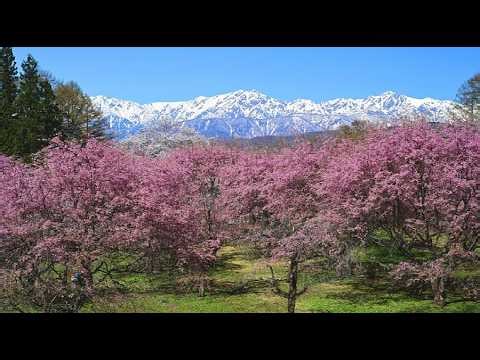 信州の春・花の絶景紀行 part1・4K