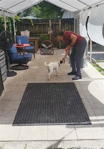Service Dog Training with Coco. #DPT #DogTraining #ServiceDog | Daniel De La Rosa - Dogs