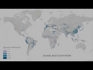 Global Rice Cultivation and Yields 🍚