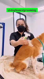 The Fine Tooth #DesheddingRake does it again, folks! 👏 @doghonestgrooming cleaned up this Shiba Inu’s coat without ANY damage to the topcoat. 💯 #ANDISGROOMING #ANDISGROOMNATION #ShibaInu #ShibaInuGrooming https://bit.ly/Andis-FineToothRake | Andis Grooming