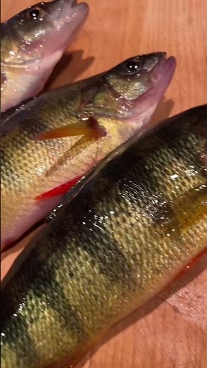 Fried Perch Sandwich (tasty af) #shorts #cooking