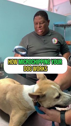How Microchipping Your Dog Works! In this video Roger Barkley from Royal Valley ID Systems explains the necessity of microchipping your dogs and how it works. The dog you see in the video is Penny, who was recently adopted and received free microchipping so her new owners can have peace of mind! #fyp #dogtrainingadvice #dogtrainingtips #dogtraining101 #dogsoftiktok #dog #dogtok #microchipyourpets #microchippingdogs #microchippingworks