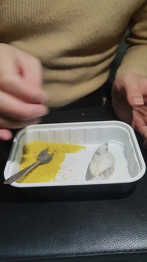 Parrot Eating: Fun and Adorable Bird Videos