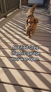 He WAS being neighborly. He sounded the alarm, saved the garage, protected the world (probably). Then trotted off like the legend he believes he is. 😂 | Morgan, Rolo, & Pebbles