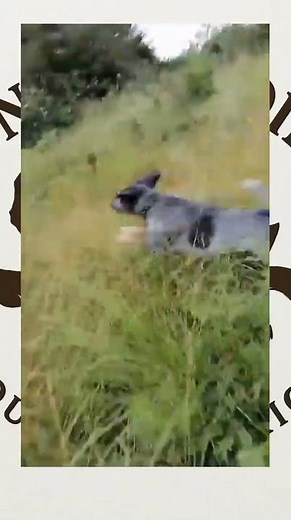 amaphisi hunting #greyhound #hunting#racing #abazingeli#batsumi