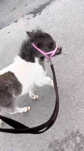 Adorable Baby Ponies and Foals Compilation 🐴😍