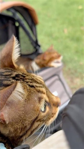 Bengal Cats Meowing… and Not Happy About It 😾 | Rassel & Sugar