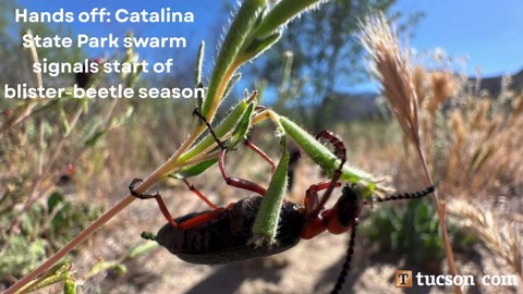 Tucson police: Man throwing rocks dies in self-harm incident