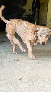 73K views · 3.2K reactions | The exact right person found her ❤️ When Eli rescued Cloe she had "backwards legs." Now she loves to climb big rocks with her new mom. Watch as she transforms! Keep up with them on Instagram: thedo.do/streetpawsch & TikTok: thedo.do/Streetpawsch | Little But Fierce by The Dodo | Facebook