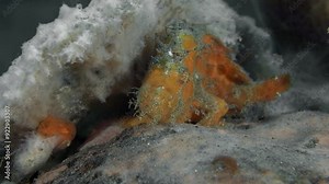 A close up of a red frogfish sitting on a red sponge and camouflaging itself as it. It stands on its pectoral fins on the sponge and breathes through its mouth, passing water through its gills.
