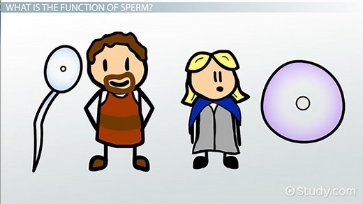 Sperm Cell | Definition, Structure & Function