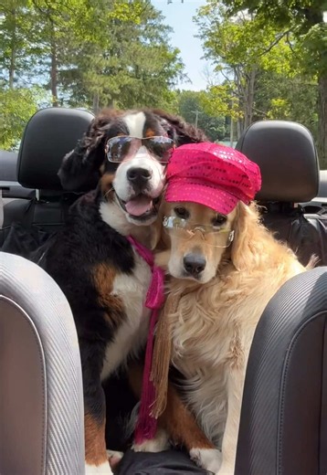 Dog Of TikTok: That Would Be My Dog — Best Friend Moments