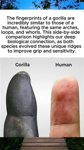 Gorilla vs. Human Fingerprints