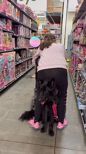 The "Watch My Six" task is a psychiatric service dog behavior where the dog positions itself behind its handler to alert them to approaching people, preventing the handler from being startled. This position also creates a buffer zone between the handler and the public. #dogloversfeed #dogmom #gsd #dogsocial #blackgsd #doglovers #servicedogs #servicedogteam #servicedogtraining | Magic The GSD