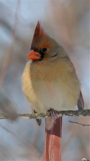 Slow‑Motion Female Cardinal Close‑Up | Birdwatching Moment 🌿 #Life #Wildlife #birds