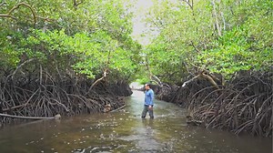 This New Documentary Shows Us How This Quezon Town Learned to Live With Mangroves