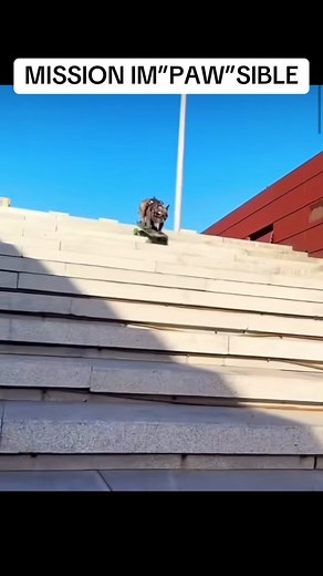 Paw Patrol #pug #skateboard #skateboarding #skateboardingisfun #skateboardingdaily