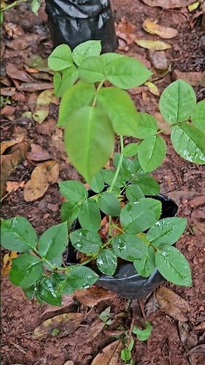 Growing Roses in Containers - Plants For Sale