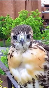Happy New Year from the Cornell Lab Bird Cams 🎉 We're looking at 2025 with the curiosity of a young Red-tailed Hawk, and discovery awaits! Watch with us LIVE at AllAboutBirds.org/Cams | Bird Cams