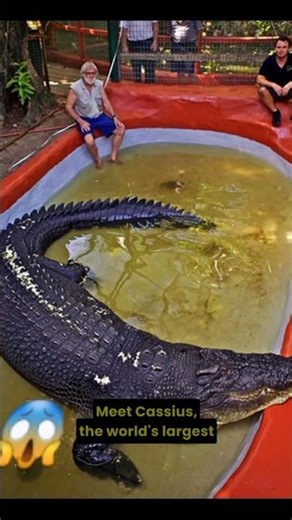 The Crocodile That Lived For 120 Years 🐊#WildMine #Cassius #Crocodile #Shorts #ViralShorts