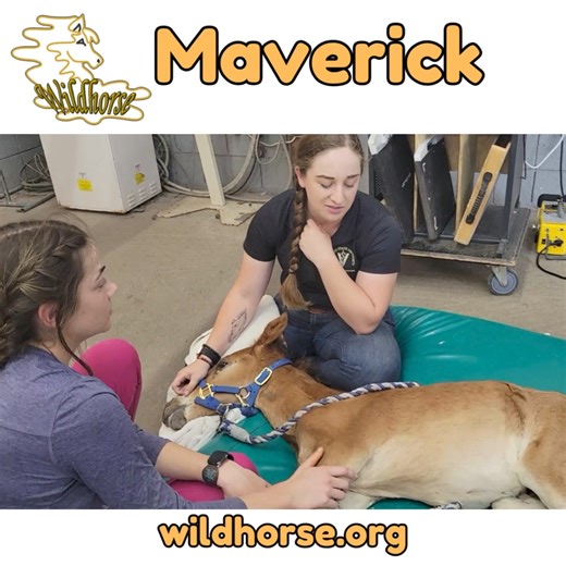 1K views · 71 reactions | 7/9/2024 - Update on Baby Maverick at Arizona Equine We are running tests to help rule out infection in his bone. He will need to have fetlock fusion surgery. Please help with donations, if you can. https://linktr.ee/wildhorseranchrescue or Wildhorse Attn: Maverick PO Box 3080 Gilbert, AZ 85299 | Wildhorse | Facebook