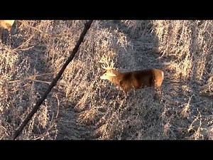 Bow Madness - Homecoming in Iowa - Outdoor Channel