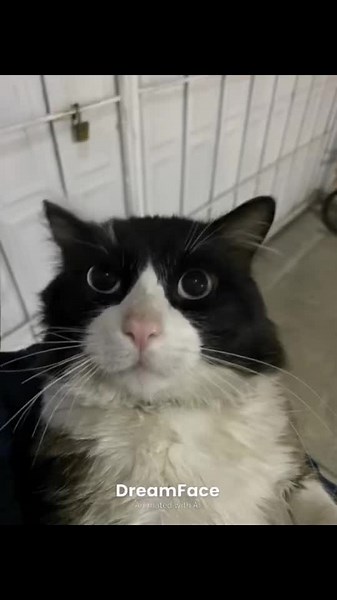 💀 #cat #chinese #fyp