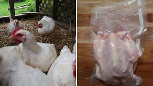 How to Gut & Butcher a Chicken   Youtube Video