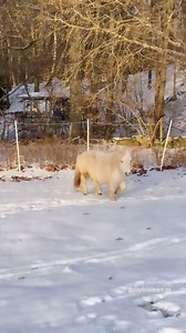 Go Alvin, go! Oh and we get AI accusations several times a week now, so what do you think.. Is Alvin AI generated or not? 🤫 | playlovelearn.se