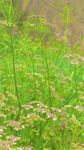 Most Beautiful Pashto Wedding Moment 💍 | Bride Entry. #PashtoWedding