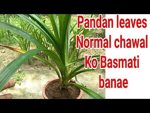 Aromatic Basmati leaves plant :: pandan leaves tips & care