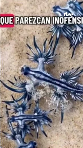 De gevaarlijke blauwe draak in Spanje ontdekt