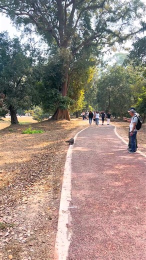 Discover the Enchanting Otters of Angkor Wat, Cambodia