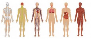 Main systems of the human body