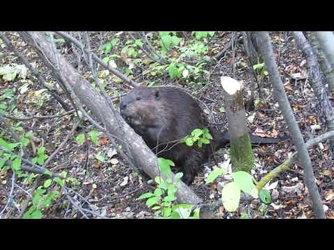 Beaver chews down tree in forest; tries to remove it, then chews off a small chunk of the trunk