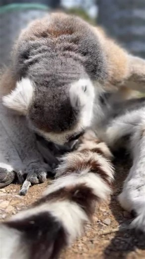 We’re so happy to announce the arrival of this little one! It’s had its first vet check and is doing super well 🥳 We need your help to name it, got any suggestions? #lemur #babyanimals | Peak Wildlife Park