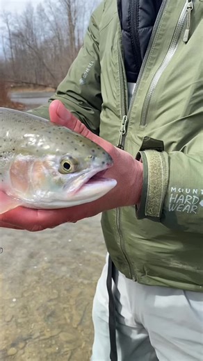 Erie Steelhead Fishing: A Spring Blast!