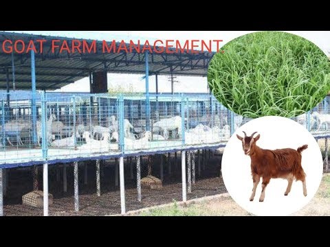 GOAT FARM MANAGEMENT | GOAT FARMING | SHELIPALAN | FODDER FOR GOAT | GREEN FODDER FOR GOAT |FODDER |