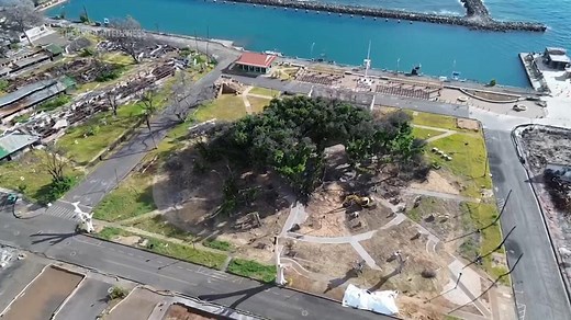 How Lahaina's more than 150-year-old banyan tree is coming back to life after devastating fire