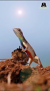 Why do you think Fan-throated lizards flutter their gular pouches? Tell us in the comments below! #lizard #reptile #wildlife | Wildlife SOS