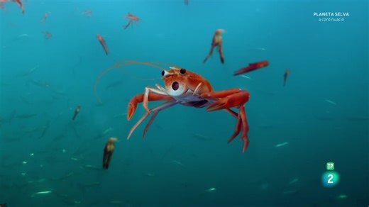 Infiltrats a l'oceà: Episodi 3. Relacions