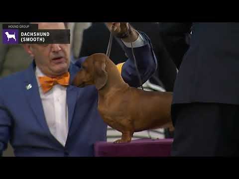 Dachshunds Smooth | Breed Judging 2020